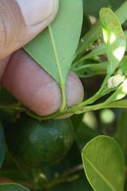              Petiole (Riverside, CA)       