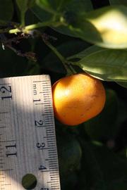              Fruit (Riverside, CA)       