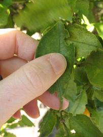            Unifoliolate leaf (Winter Haven, FL)   