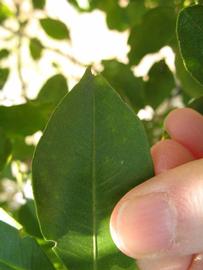              Margin (Winter Haven, FL)       