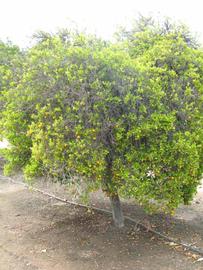              Habit (Riverside, CA)       