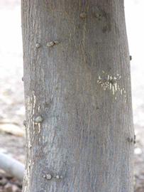              Bark (Riverside, CA)       