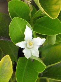              Flower (Riverside, CA)       