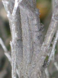              Second - third year twig (Riverside,   CA)       