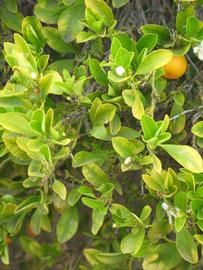              Sun leaves (Riverside, CA)       