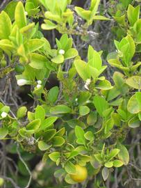              Sun leaves (Riverside, CA)       