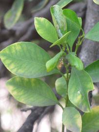              Shade leaves (Riverside, CA)       