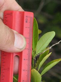            Unifoliolate leaf (Riverside, CA)   