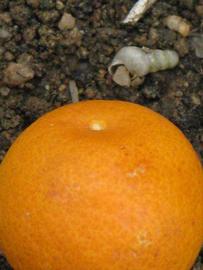              Fruit (Riverside, CA)       