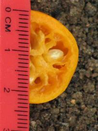              Fruit cross-section (Riverside, CA)       