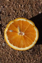            Fruit cross-section (Riverside, CA)   