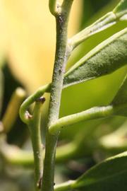              First year twig (Riverside, CA)       