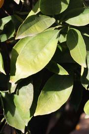            Sun leaves (Riverside, CA)   