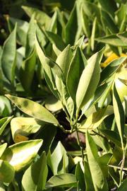            Sun leaves (Riverside, CA)   