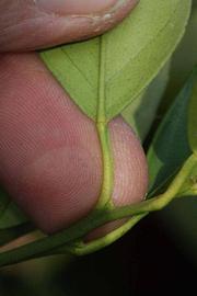              Petiole (Riverside, CA)       