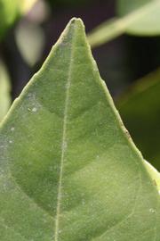              Margin (Riverside, CA)       