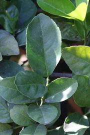            Unifoliolate leaf of  Citrus aurantifolia             (Castelo, Riverside,   CA)   