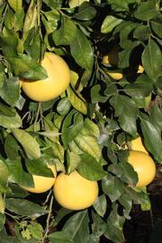              Fruit (Riverside, CA)       