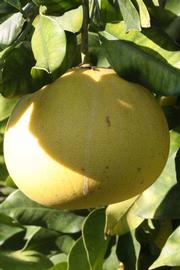              Fruit (Riverside, CA)       