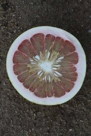              Fruit cross-section (Riverside, CA)       