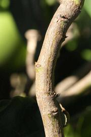              Second - third year twig (Riverside,   CA)       