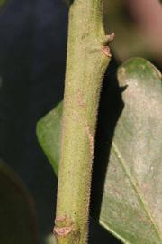              First year twig (Riverside, CA)       