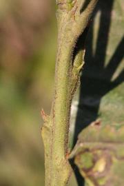              First year twig (Riverside, CA)       