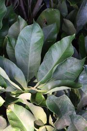              Shade leaves (Riverside, CA)       