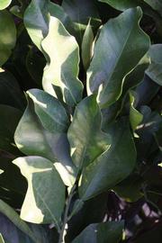             Shade leaves (Riverside, CA)       