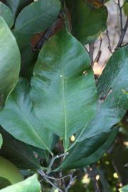            Unifoliolate leaf (Riverside, CA)   