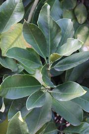              Shade leaves (Riverside, CA)       