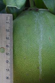              Immature fruit (Riverside, CA)       