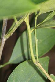              First year twig (Riverside, CA)       