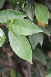              Sun leaves (Riverside, CA)       