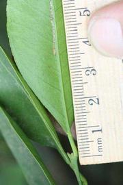              Petiole (Riverside, CA)       