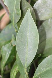            Unifoliolate leaf (Riverside, CA)   
