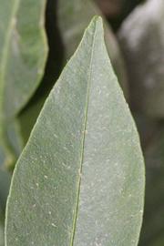              Margin (Riverside, CA)       