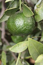              Immature fruit (Riverside, CA)       