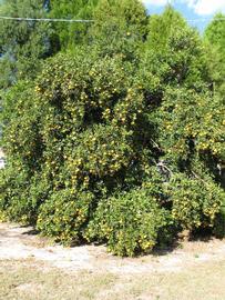            Habit (Winter Haven, FL)   