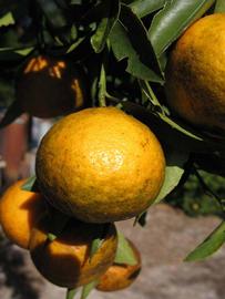              Fruit (Winter Haven, FL)       