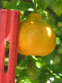              Fruit (Riverside, CA)       