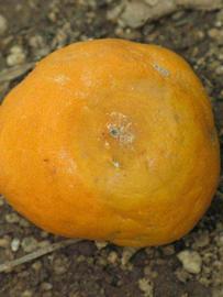              Fruit (Riverside, CA)       