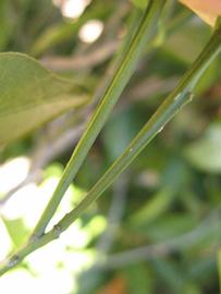              First year twig (Winter Haven, FL)       