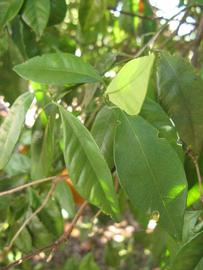            Shade leaves (Winter Haven, FL)   