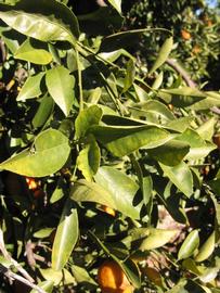            Sun leaves (Winter Haven, FL)   