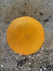              Fruit (Winter Haven, FL)       