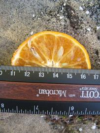              Fruit cross-section (Winter Haven, FL)       