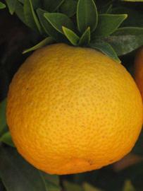            Fruit of  Citrus myrtifolia      (Large Chinotto,   Riverside, CA)   