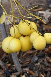              Fruit (Riverside, CA)       