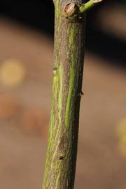              Second - third year twig (Riverside,   CA)       